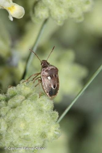 <i>Stagonomus bipunctatus bipunctatus</i> (Linnaeus, 1758) © Cochard Pierre-Olivier