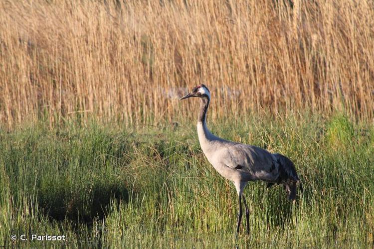 <i>Grus grus</i> (Linnaeus, 1758) © C. Parissot