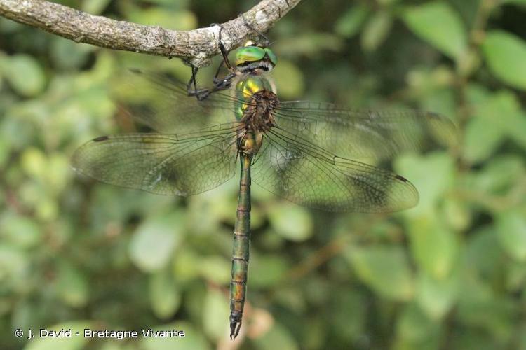 <i>Somatochlora metallica</i> (Vander Linden, 1825) © J. David - Bretagne Vivante