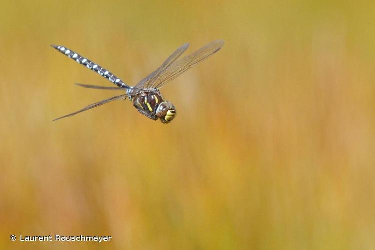 <i>Aeshna juncea</i> (Linnaeus, 1758) © Laurent Rouschmeyer