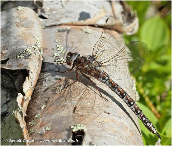 <i>Aeshna caerulea</i> (Ström, 1783) © Benoît Guillon - www.meslibellules.fr