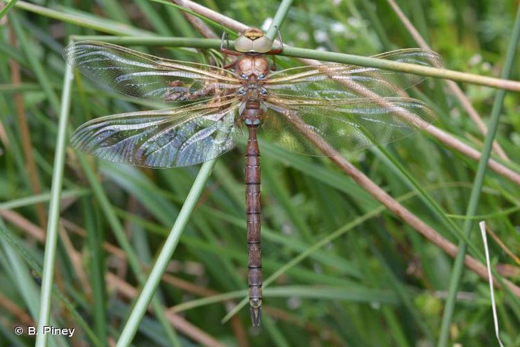 <i>Aeshna grandis</i> (Linnaeus, 1758) © B. Piney