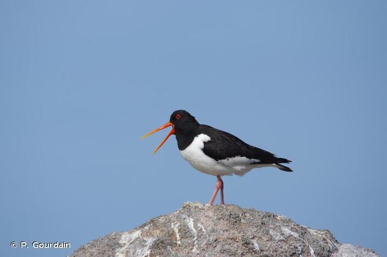 <i>Haematopus ostralegus</i> Linnaeus, 1758 © P. Gourdain