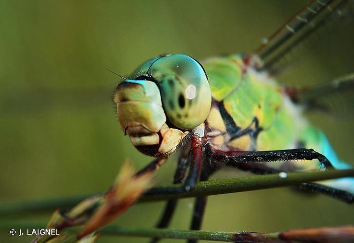 <i>Anax imperator</i> Leach, 1815 © J. LAIGNEL