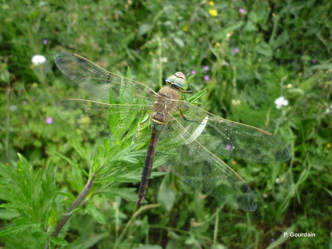 <i>Anax parthenope</i> (Selys, 1839) © P. Gourdain