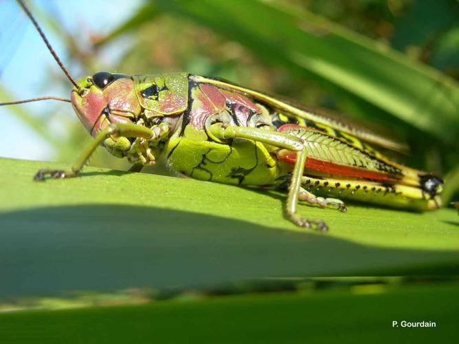 <i>Stethophyma grossum</i> (Linnaeus, 1758) © P. Gourdain