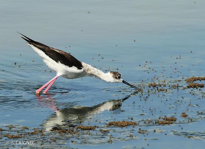 <i>Himantopus himantopus</i> (Linnaeus, 1758) © J. LAIGNEL