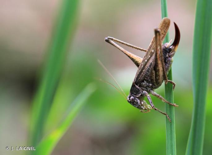 <i>Platycleis albopunctata</i> (Goeze, 1778) © J. LAIGNEL