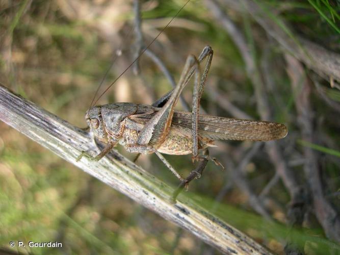 <i>Platycleis sabulosa</i> Azam, 1901 © P. Gourdain