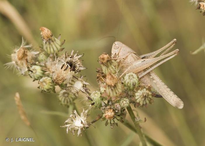 <i>Platycleis intermedia</i> (Audinet-Serville, 1838) © J. LAIGNEL