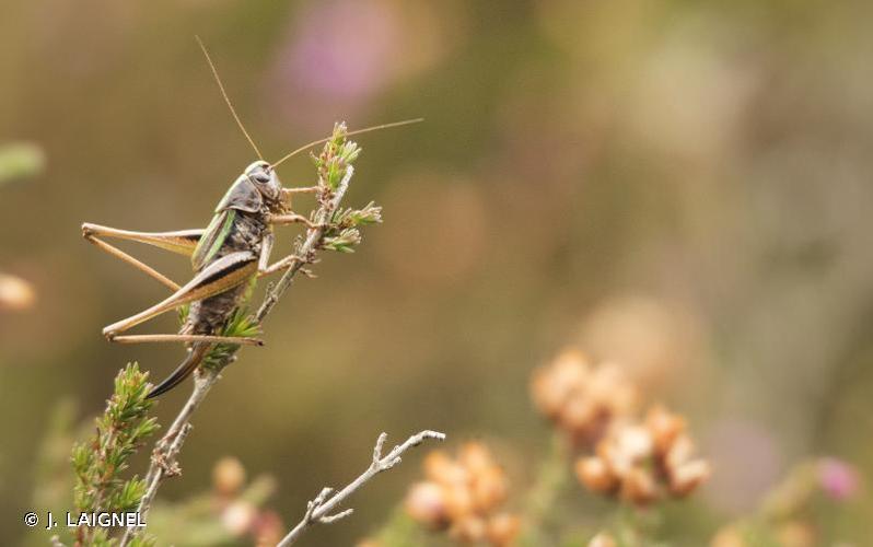 <i>Metrioptera brachyptera</i> (Linnaeus, 1761) © J. LAIGNEL