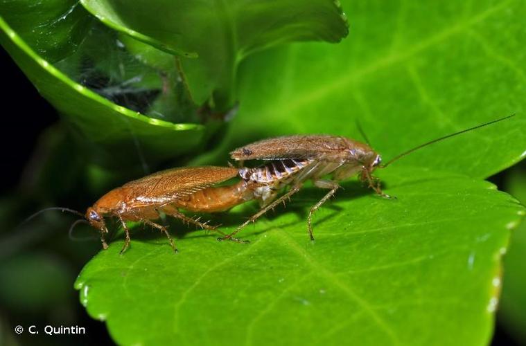 <i>Ectobius pallidus</i> (Olivier, 1789) © C. Quintin