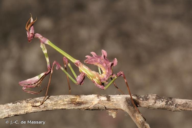 <i>Empusa pennata</i> (Thunberg, 1815) © J.-C. de Massary