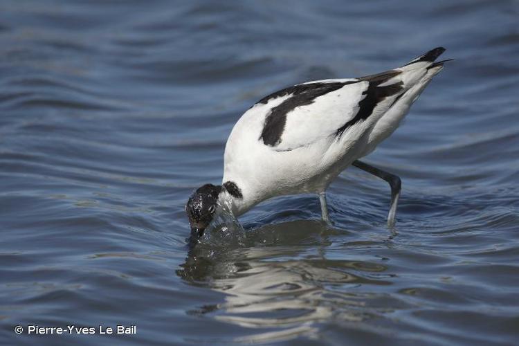 <i>Recurvirostra avosetta</i> Linnaeus, 1758 © Pierre-Yves Le Bail