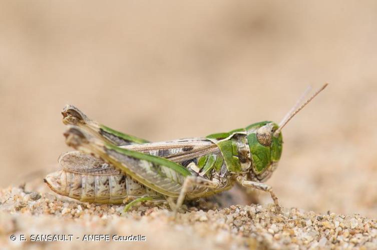 <i>Myrmeleotettix maculatus</i> (Thunberg, 1815) © E. SANSAULT - ANEPE Caudalis