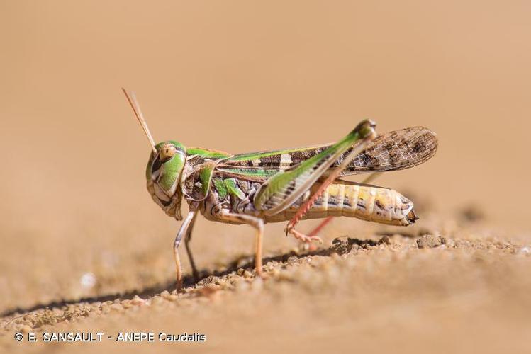 <i>Oedaleus decorus</i> (Germar, 1825) © E. SANSAULT - ANEPE Caudalis