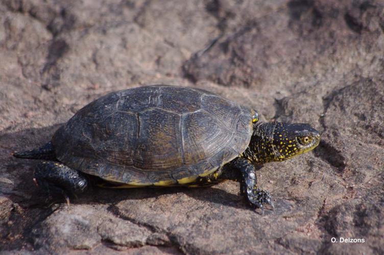 <i>Emys orbicularis</i> (Linnaeus, 1758) © O. Delzons