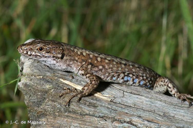 <i>Podarcis muralis</i> (Laurenti, 1768) © J.-C. de Massary