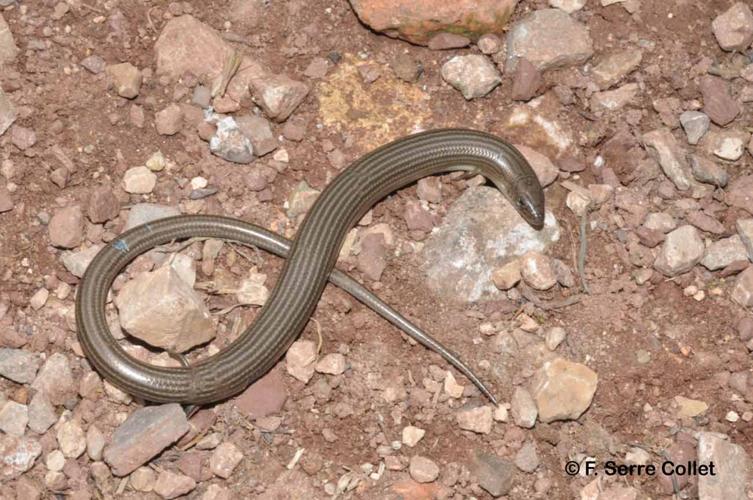 <i>Chalcides striatus</i> (Cuvier, 1829) © F. Serre Collet