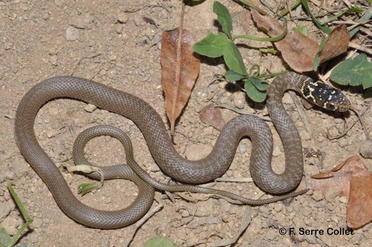 <i>Hierophis viridiflavus</i> (Lacepède, 1789) © F. Serre Collet