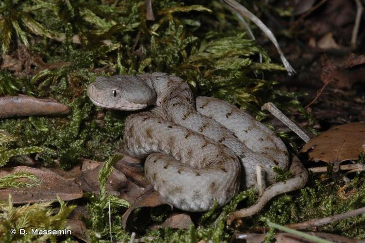 <i>Vipera aspis</i> (Linnaeus, 1758) © D. Massemin