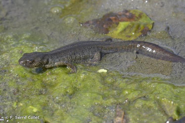 <i>Triturus carnifex</i> (Laurenti, 1768) © F. Serre Collet