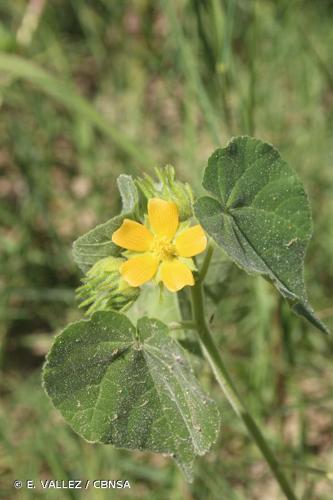 <i>Abutilon theophrasti</i> Medik., 1787 © E. VALLEZ / CBNSA