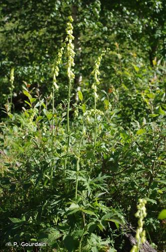 <i>Aconitum lycoctonum</i> L., 1753 © P. Gourdain