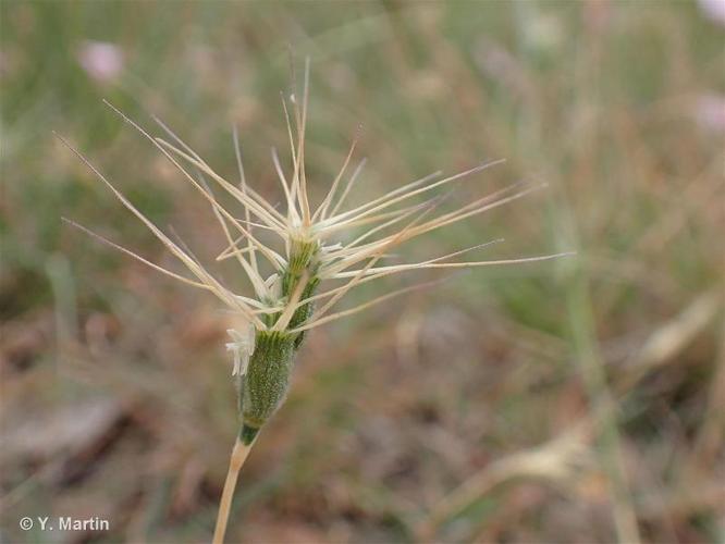 <i>Aegilops neglecta</i> Req. ex Bertol., 1835 © 