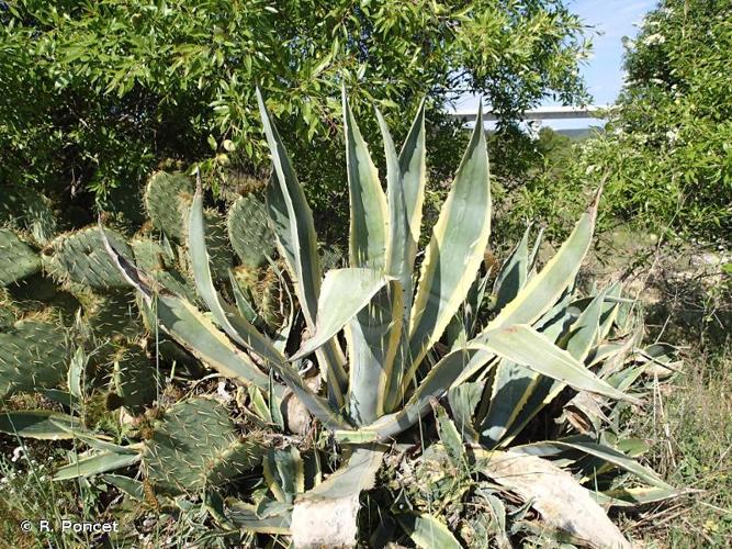 <i>Agave americana</i> L., 1753 © R. Poncet