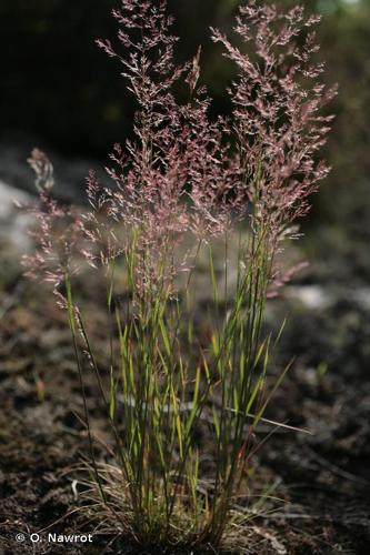 <i>Agrostis vinealis</i> Schreb., 1771 © O. Nawrot