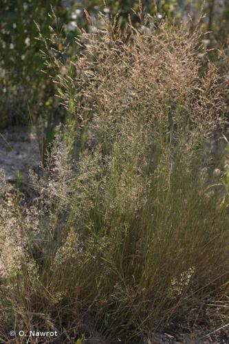 <i>Agrostis </i>x<i> murbeckii</i> Fouill., 1933 © O. Nawrot