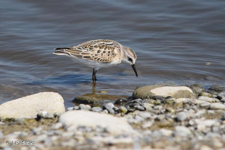 <i>Calidris minuta</i> (Leisler, 1812) © J.P. Siblet