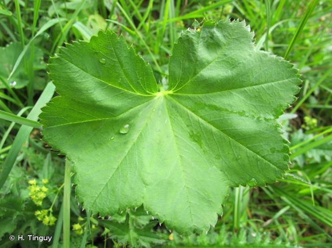 <i>Alchemilla glabra</i> Neygenf., 1821 © H. Tinguy