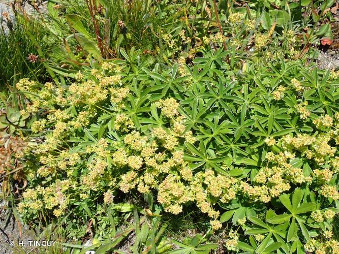 <i>Alchemilla pallens</i> Buser, 1892 © H. TINGUY