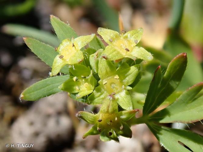 <i>Alchemilla pentaphyllea</i> L., 1753 © H. TINGUY