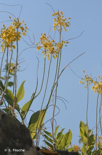 <i>Allium flavum</i> L., 1753 © S. Filoche