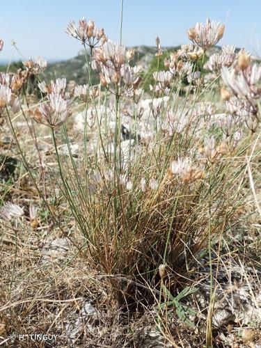 <i>Allium moschatum</i> L., 1753 © H. TINGUY