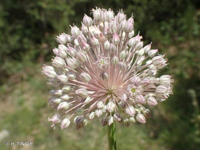 <i>Allium porrum</i> L., 1753 © H. TINGUY