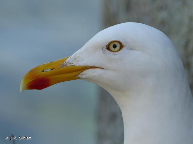 <i>Larus argentatus</i> Pontoppidan, 1763 © J.P. Siblet