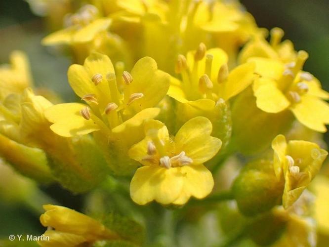 <i>Alyssum orophilum</i> Jord. & Fourr., 1868 © 