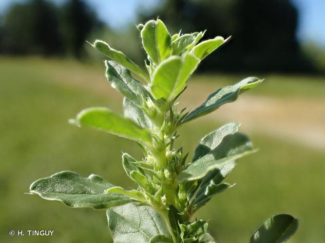 <i>Amaranthus albus</i> L., 1759 © H. TINGUY