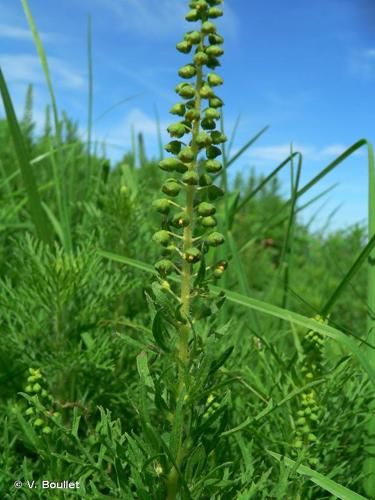 <i>Ambrosia tenuifolia</i> Spreng., 1826 © V. Boullet