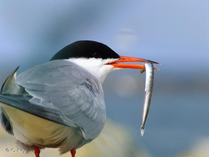 <i>Sterna hirundo</i> Linnaeus, 1758 © C. Roy