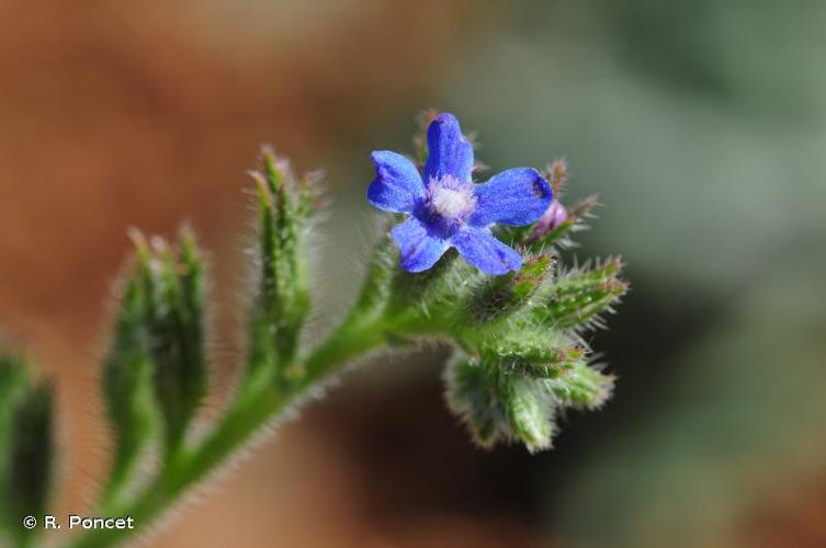 <i>Anchusa azurea</i> Mill., 1768 © R. Poncet