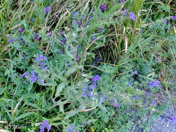 <i>Anchusa officinalis</i> L., 1753 © 