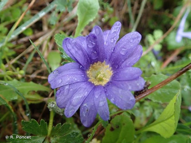 <i>Anemone apennina</i> L., 1753 © R. Poncet