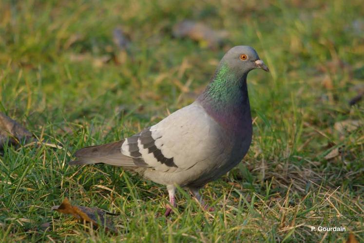 <i>Columba livia</i> Gmelin, 1789 © P. Gourdain