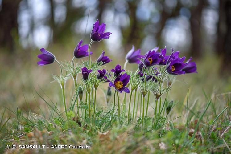 <i>Pulsatilla vulgaris</i> Mill., 1768 © E. SANSAULT - ANEPE Caudalis