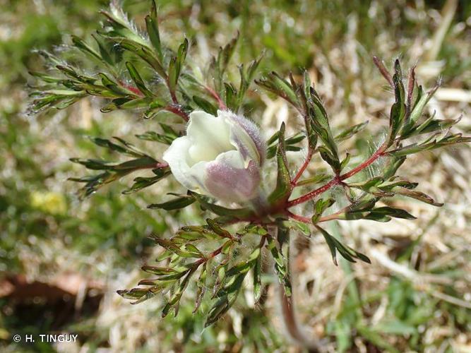 <i>Pulsatilla scherfelii</i> (Ullep.) Skalický, 1985 © H. TINGUY